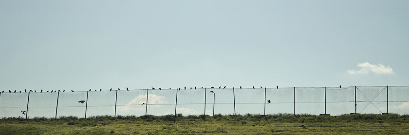 Durch ein Busfenster sieht man den abgezäunten Hügel der Deponie Auf dem Zaun sitzen verschiedene Arten von Vögeln